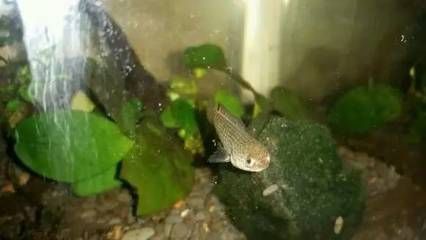 雷龍魚苗吃啥：雷龍魚苗專用飼料品牌推薦雷龍魚苗自制餌料食譜