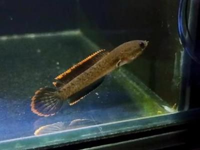 雷龍魚苗吃啥：雷龍魚苗專用飼料品牌推薦雷龍魚苗自制餌料食譜