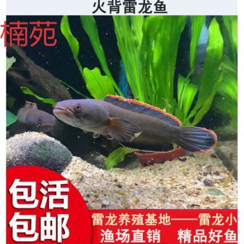雷龍魚苗吃啥：雷龍魚苗專用飼料品牌推薦雷龍魚苗自制餌料食譜