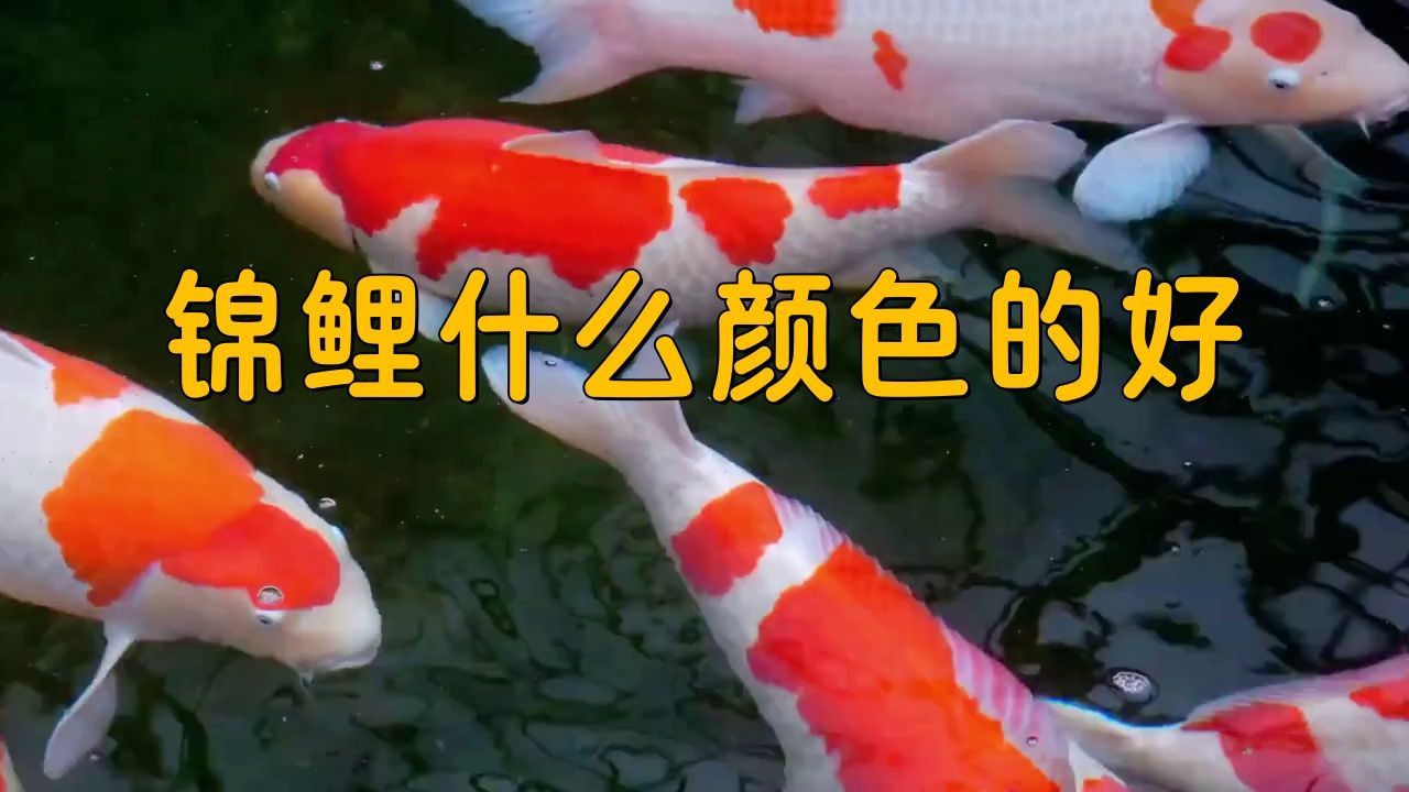 錦鯉三色和紅白哪個好 龍魚百科 第1張 錦鯉三色和紅白哪個好 錦鯉三色和紅白哪個好 龍魚百科 第1張
