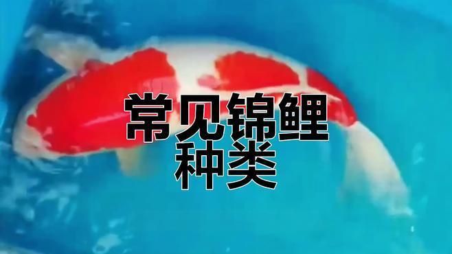錦鯉三色和紅白哪個好 龍魚百科 第2張 錦鯉三色和紅白哪個好 錦鯉三色和紅白哪個好 龍魚百科 第2張