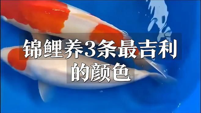 錦鯉三色和紅白哪個好 龍魚百科 第7張 錦鯉三色和紅白哪個好 錦鯉三色和紅白哪個好 龍魚百科 第7張
