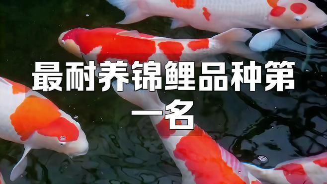 錦鯉三色和紅白哪個好 龍魚百科 第9張 錦鯉三色和紅白哪個好 錦鯉三色和紅白哪個好 龍魚百科 第9張