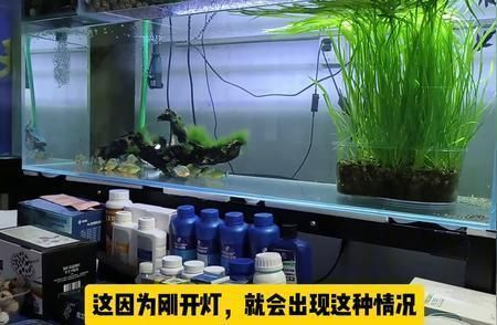 魚缸里的魚的說說發朋友圈（如何打造美觀的魚缸景觀）