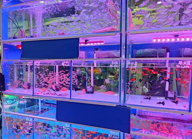 北京買金龍魚去哪里好