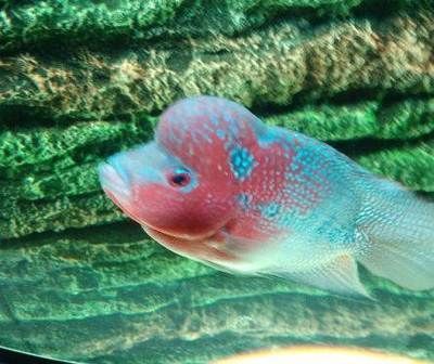 寶石龍魚發色效果圖：圣塔倫月亮寶石龍魚發色效果圣塔倫月亮寶石龍魚發色效果