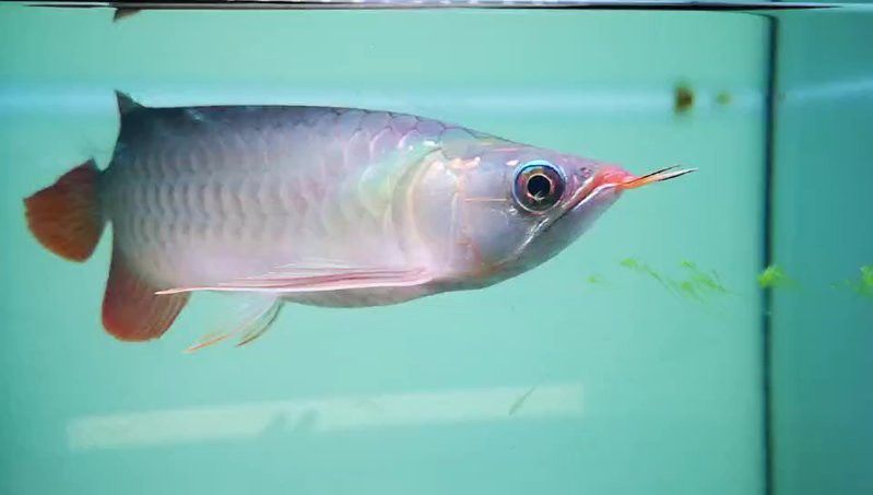 紫色的龍魚叫什么