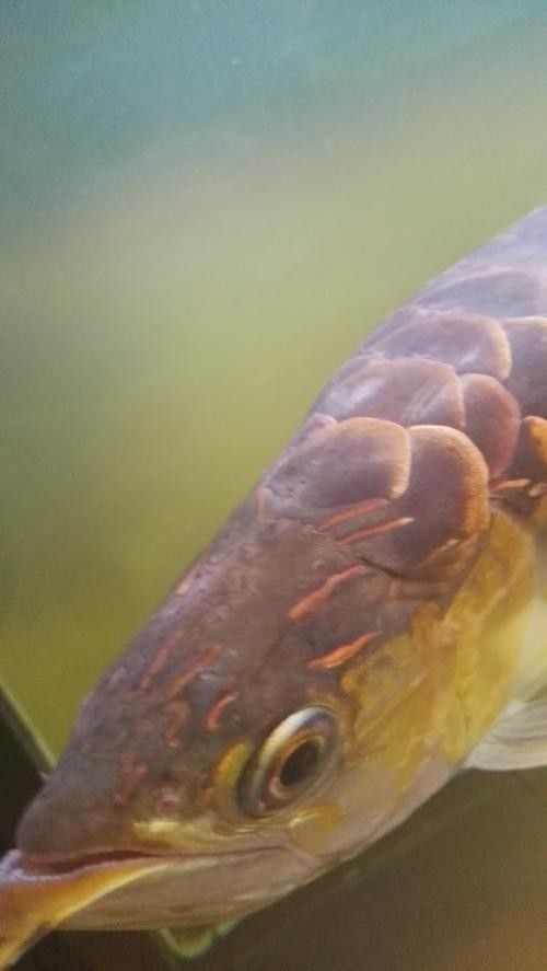 金龍魚身上有白色絮狀物圖片
