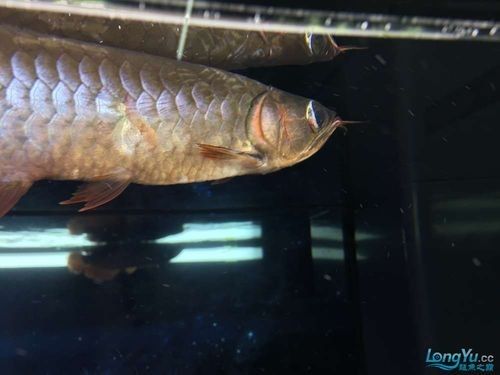 金龍魚身上有白色絮狀物圖片