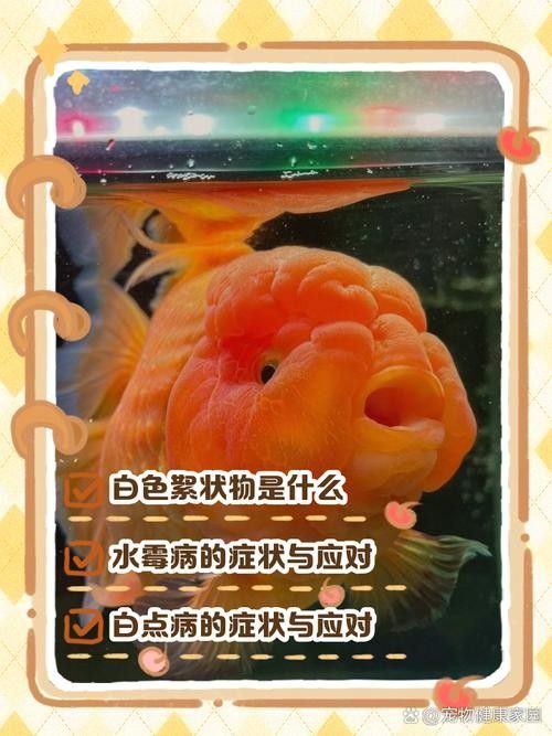 金龍魚身上有白色絮狀物圖片
