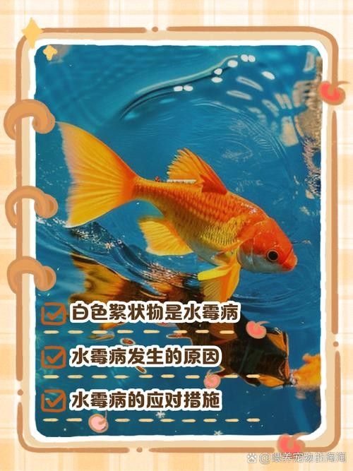 金龍魚身上有白色絮狀物圖片