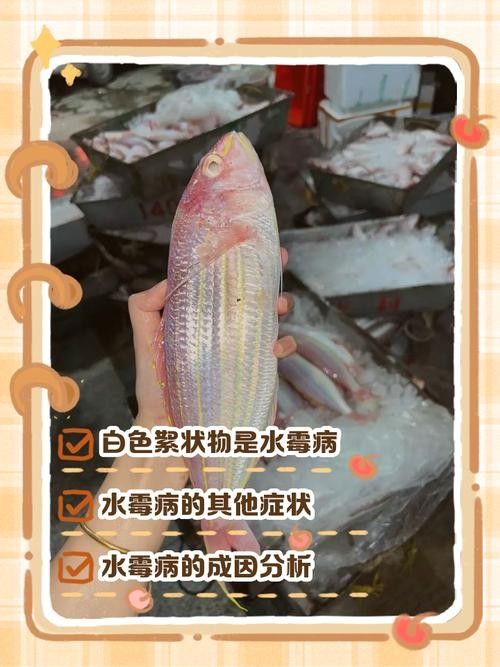 金龍魚身上有白色絮狀物圖片