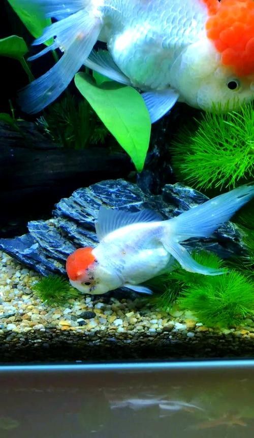 金龍魚身上有白色絮狀物圖片