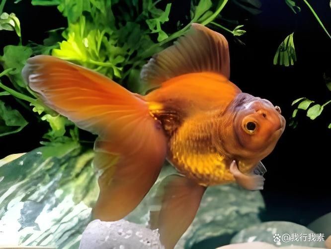 金龍魚身上有白色絮狀物圖片