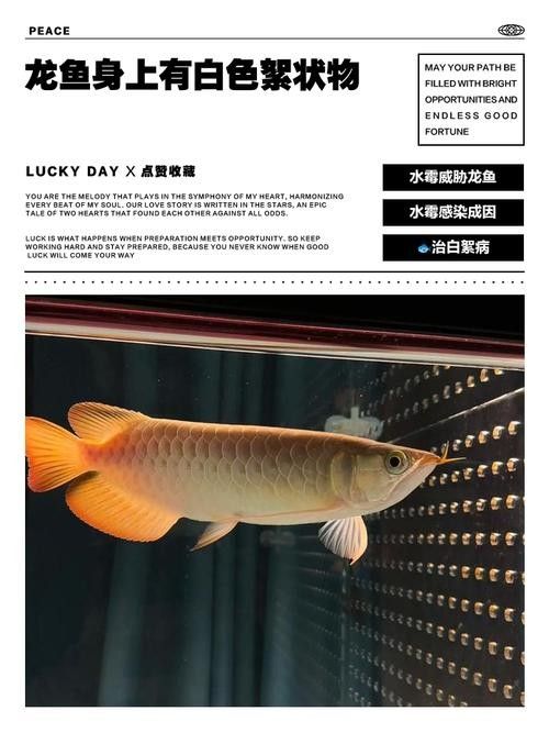 金龍魚身上有白色絮狀物圖片