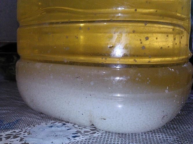 金龍魚身上有白色絮狀物圖片