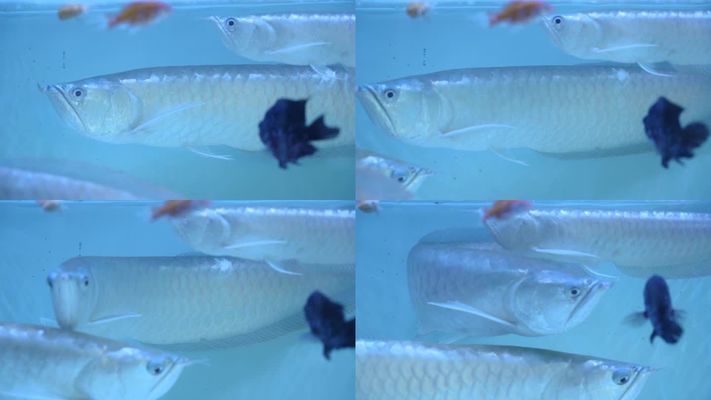 龍魚嘴邊有白色絮狀（龍魚嘴邊出現白色絮狀物可能是由多種原因引起的） 龍魚嘴邊有白色絮狀（龍魚嘴邊出現白色絮狀物可能是由多種原因引起的） 龍魚百科 第5張