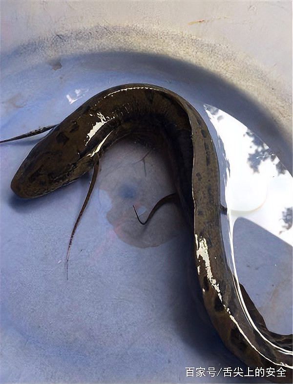 火龍魚離開(kāi)水能活多久