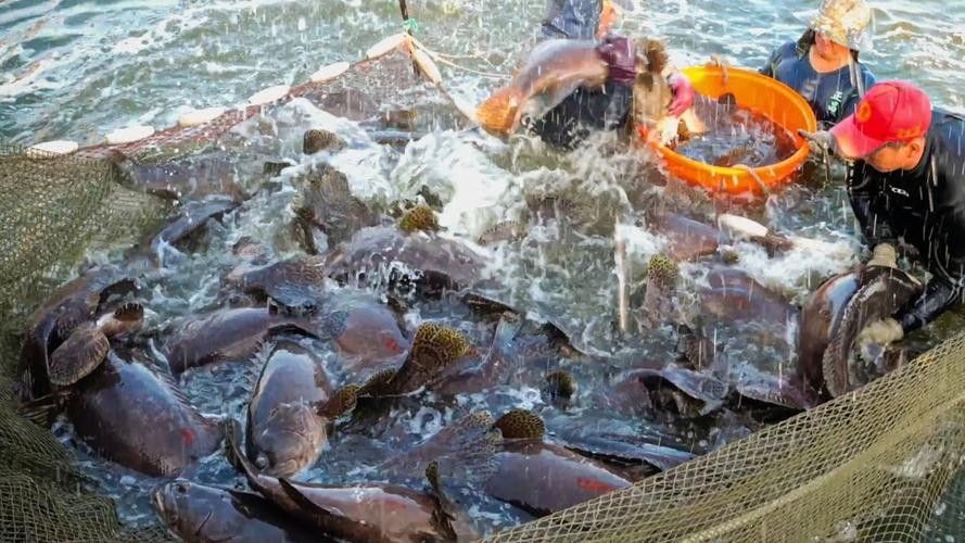 龍躉石斑魚的市場供應穩定嗎？ 龍躉石斑魚的市場供應穩定嗎？ 龍魚百科 第4張