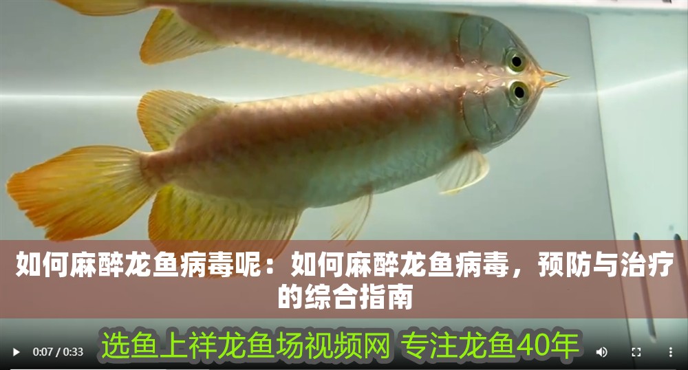 如何麻醉龍魚病毒呢：如何麻醉龍魚病毒，預防與治療的綜合指南