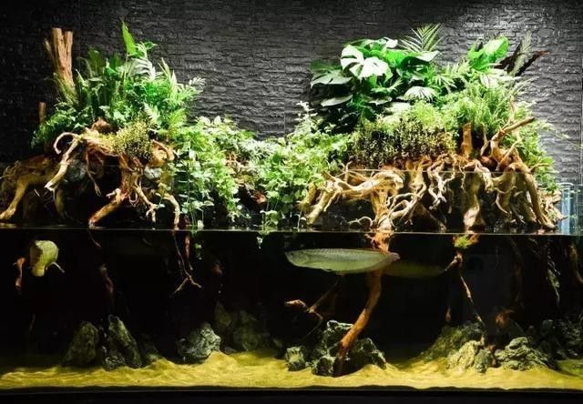 龍魚魚缸可以造景嗎