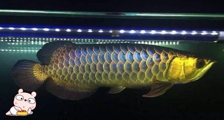 金龍魚 國產品牌排行榜（金龍魚品牌在不同的排名體系下位置有所不同） 金龍魚 國產品牌排行榜（金龍魚品牌在不同的排名體系下位置有所不同） 龍魚百科 第4張