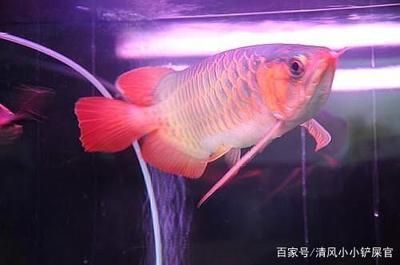 養龍魚前要準備什么東西：養龍魚前要準備什么