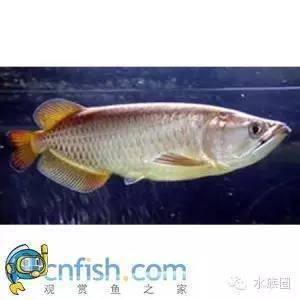 和龍魚很像的是什么（什么魚長得像龍魚一樣） 和龍魚很像的是什么（什么魚長得像龍魚一樣） 龍魚百科 第1張