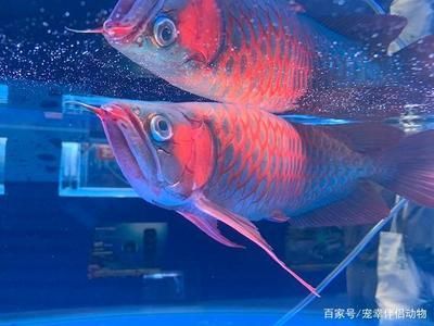紅龍魚的樣子描述（紅龍魚是一種極具觀賞價值的魚類其外形特征和色彩變化）