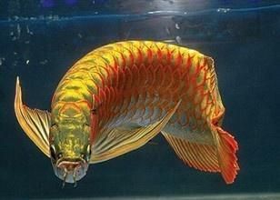 紅龍魚的樣子描述（紅龍魚是一種極具觀賞價值的魚類其外形特征和色彩變化）