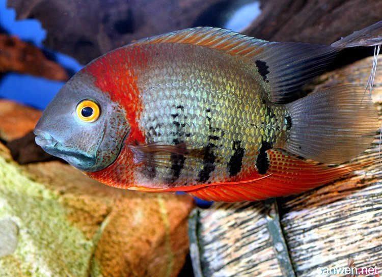 帝王虎斑菠蘿魚和龍魚能混養(yǎng)嗎？：帝王虎斑菠蘿魚和龍魚可以混養(yǎng)嗎？