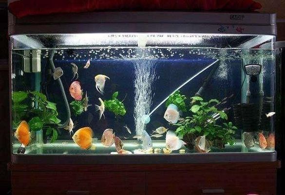 龍魚剛進缸可以喂嗎：龍魚入缸后2-3天內不宜喂食