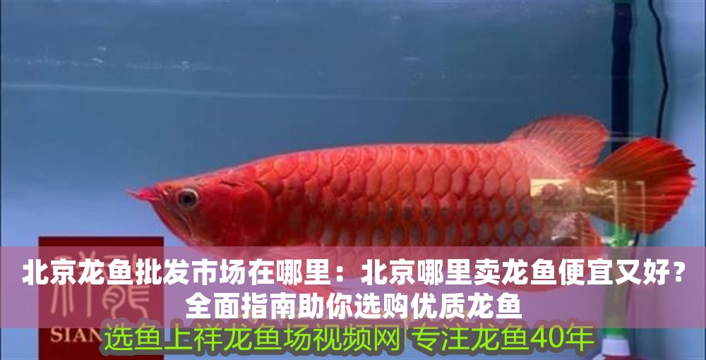 北京龍魚批發市場在哪里：北京哪里賣龍魚便宜又好？全面指南助你選購優質龍魚