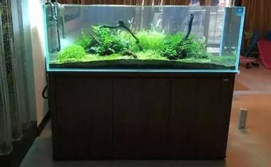 龍魚缸放什么植物好風水：龍魚缸放什么植物好