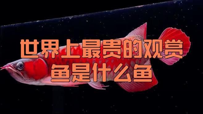 血紅龍的價(jià)格為何如此昂貴？