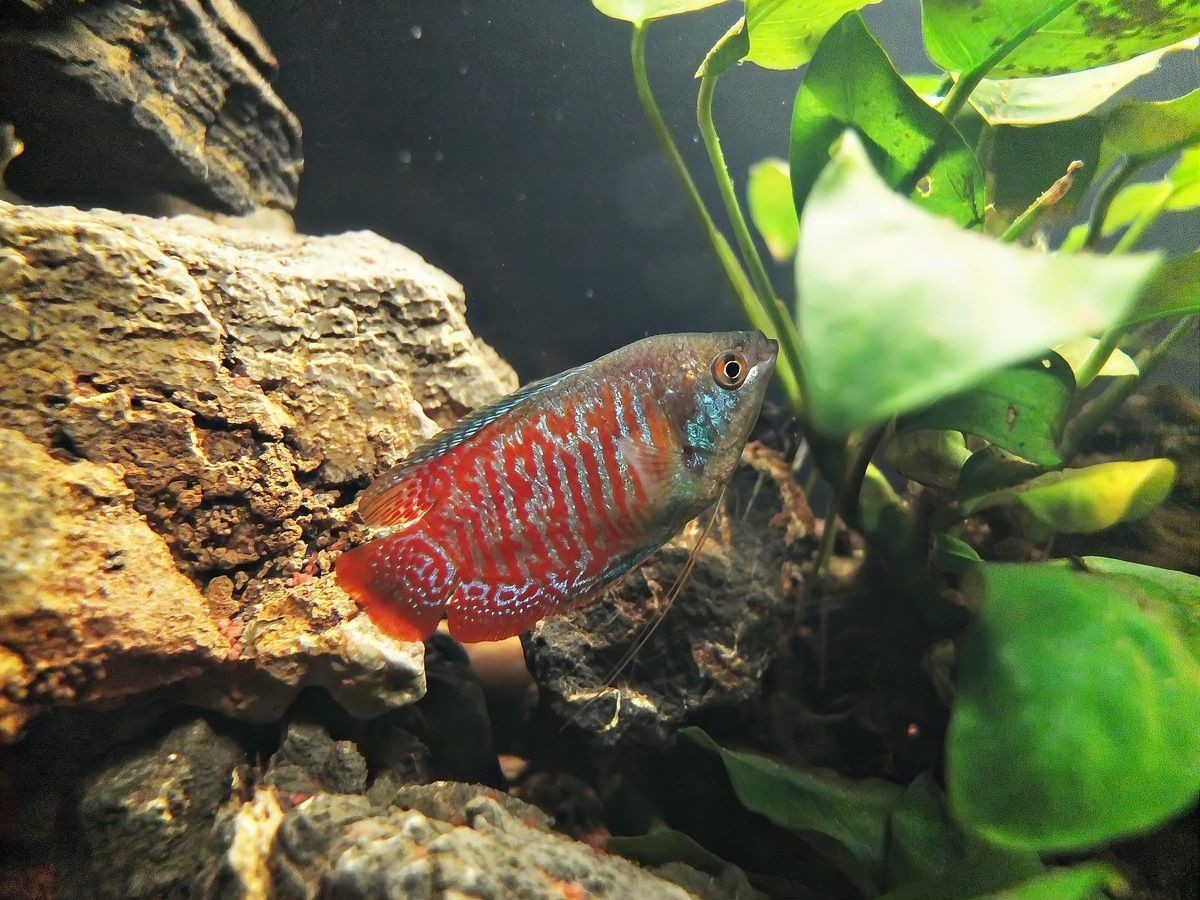 小火龍魚繁殖一次能產(chǎn)多少卵？