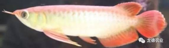 龍魚考色燈是白顏色還是黃顏色好看呢