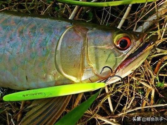 銀龍魚在商業(yè)場所的應用案例:銀龍魚在不同商業(yè)場所中的應用案例及其效果 龍魚百科 第3張 銀龍魚在商業(yè)場所的應用案例:銀龍魚在不同商業(yè)場所中的應用案例及其效果 銀龍魚在商業(yè)場所的應用案例:銀龍魚在不同商業(yè)場所中的應用案例及其效果 龍魚百科 第3張