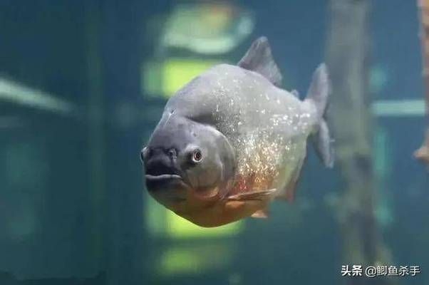 銀龍魚在商業(yè)場所的應用案例:銀龍魚在不同商業(yè)場所中的應用案例及其效果 龍魚百科 第5張 銀龍魚在商業(yè)場所的應用案例:銀龍魚在不同商業(yè)場所中的應用案例及其效果 銀龍魚在商業(yè)場所的應用案例:銀龍魚在不同商業(yè)場所中的應用案例及其效果 龍魚百科 第5張