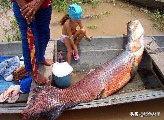 銀龍魚在商業(yè)場所的應用案例:銀龍魚在不同商業(yè)場所中的應用案例及其效果 龍魚百科 第4張 銀龍魚在商業(yè)場所的應用案例:銀龍魚在不同商業(yè)場所中的應用案例及其效果 銀龍魚在商業(yè)場所的應用案例:銀龍魚在不同商業(yè)場所中的應用案例及其效果 龍魚百科 第4張