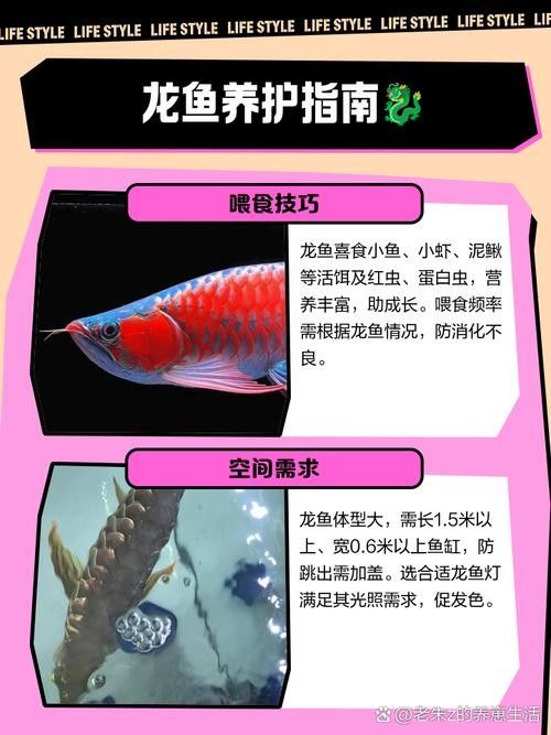 龍魚蒙眼應該怎么治療視頻講解圖片