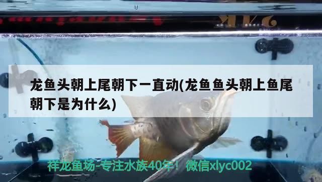 龍魚缸里能放沉木嗎：龍魚缸里放沉木好處和壞處和壞處和壞處和壞處和壞處 龍魚缸里能放沉木嗎：龍魚缸里放沉木好處和壞處和壞處和壞處和壞處和壞處 龍魚百科 第2張
