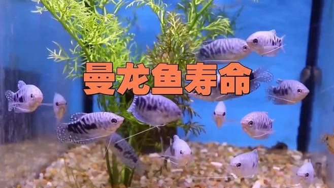 曼龍魚的壽命是幾年