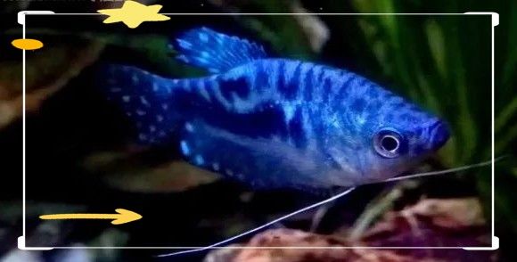 曼龍魚的壽命是幾年
