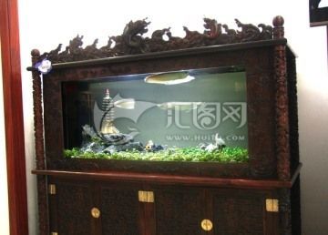 養金龍魚適合用多大的缸子：金龍魚養金龍魚的養殖方法和注意事項金龍魚的養殖方法