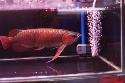 火箭能和龍魚混養嗎
