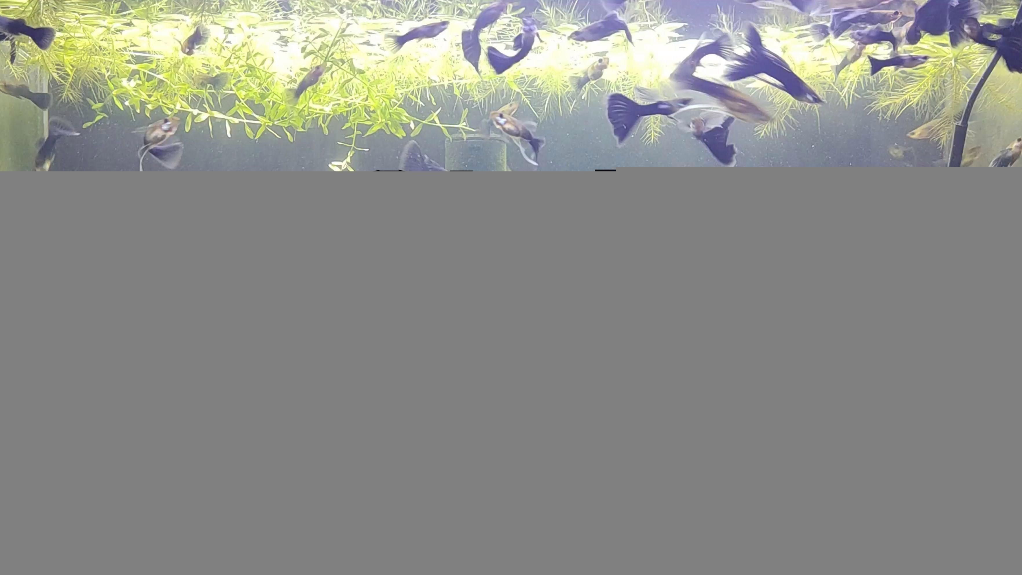 孔雀魚為什么總憋著不生
