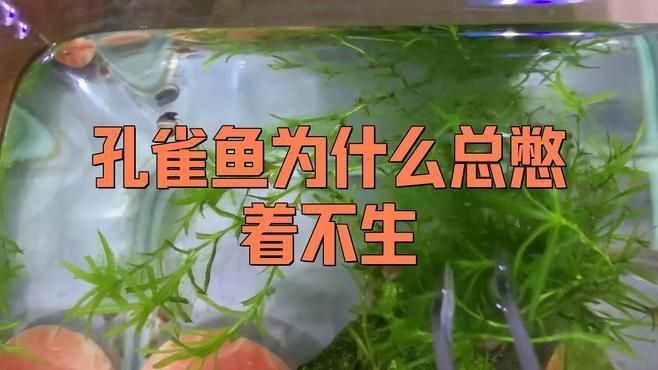孔雀魚為什么總憋著不生