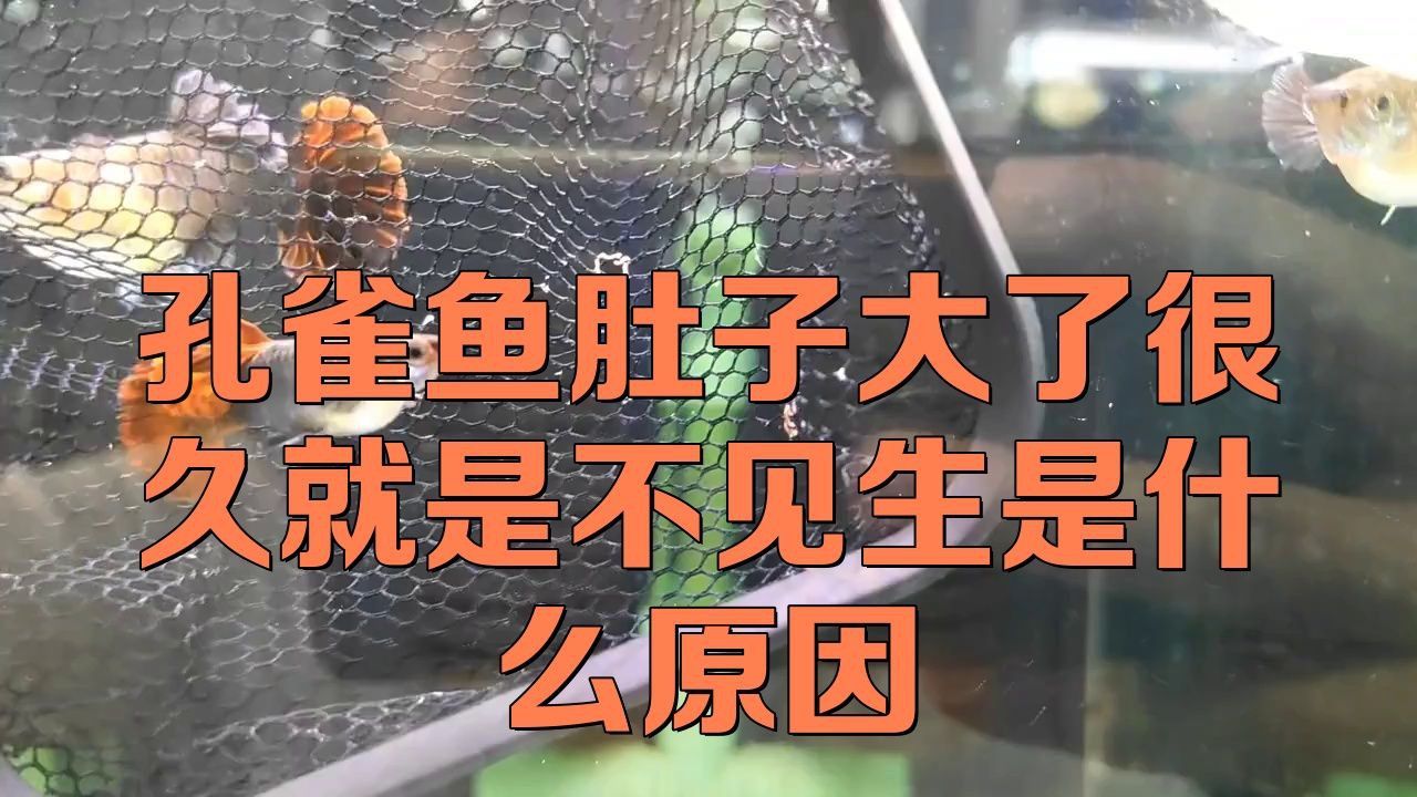 孔雀魚為什么總憋著不生