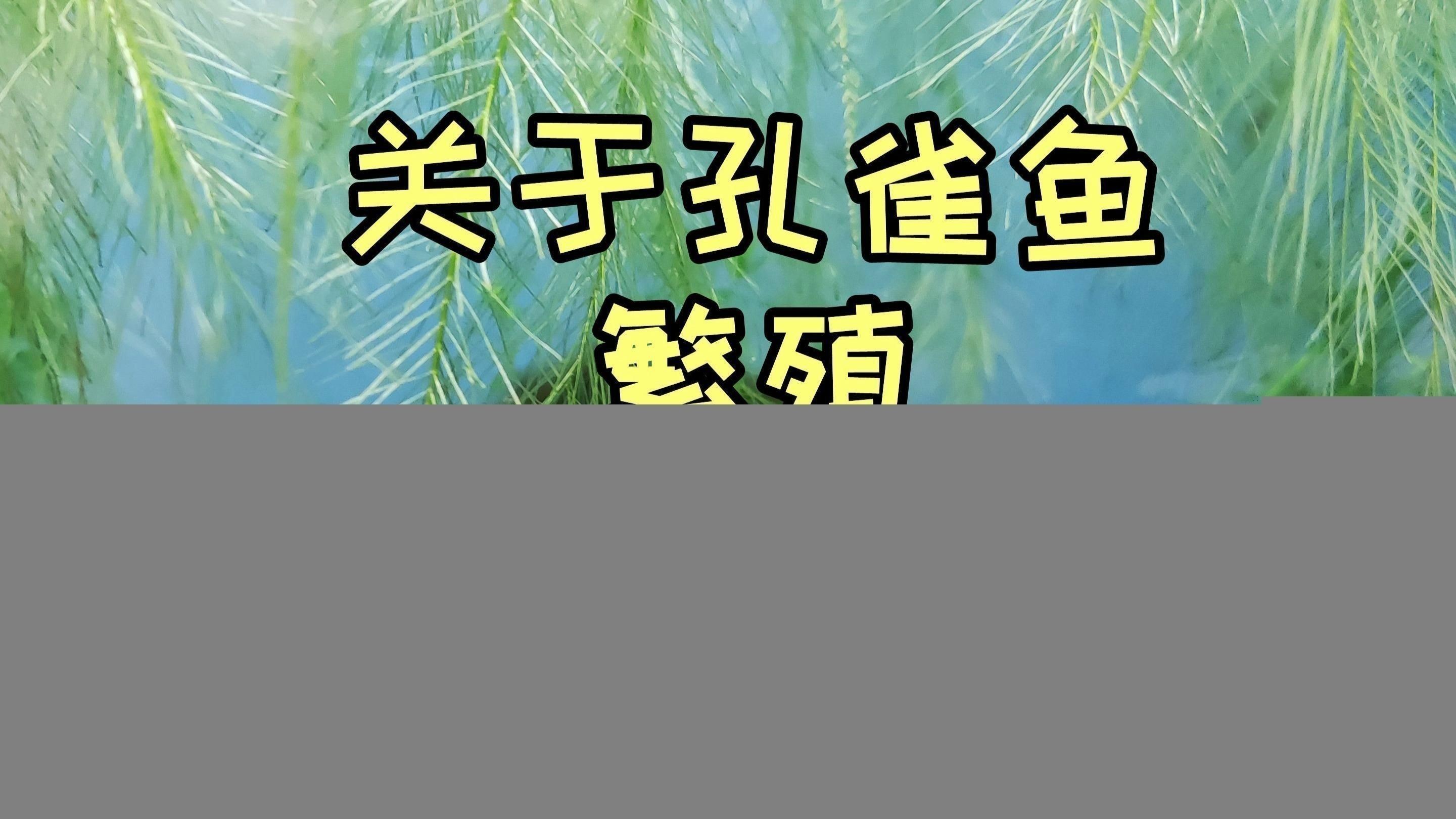 孔雀魚為什么總憋著不生